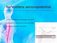 /album/nervcellens-aktionspotential/a6-nervsystemet-016-jpeg1/